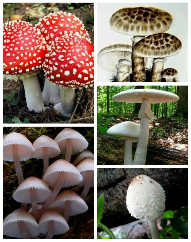 预防野生菌中毒宣传知识